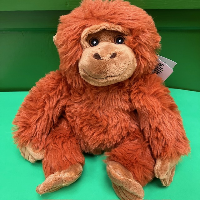 Cute and cuddly orangutan